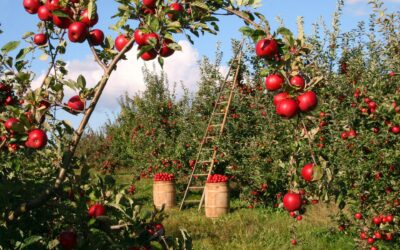 Rolniczy handel detaliczny – definicja, zmiany prawne￼